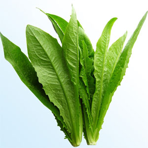 有机油麦菜(和乐康专供)